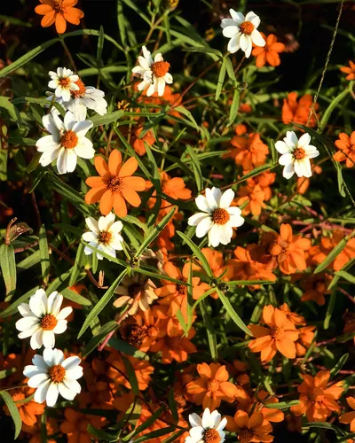 Photo 35.webp