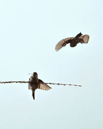 Photo 44.webp